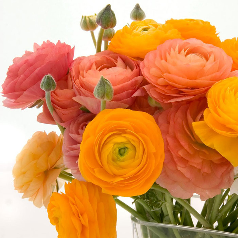 Ranunculus Bulbs (Spring-Planted) - Golden Mix