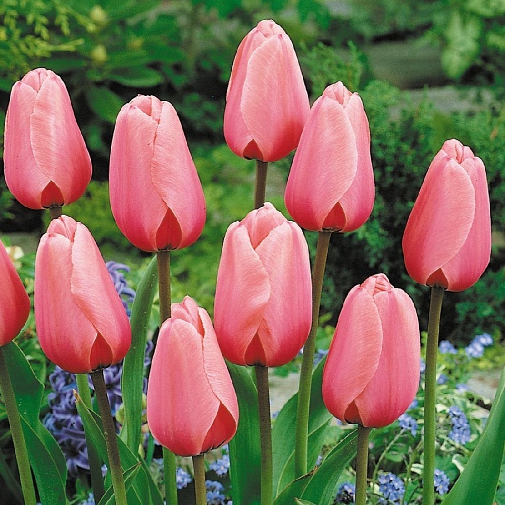 Tulip Bulbs - Pink Impression