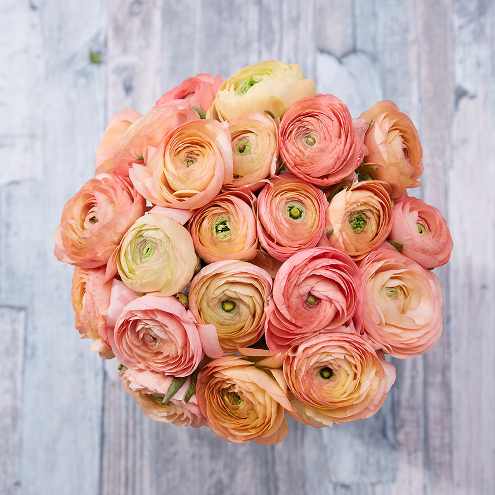 Ranunculus Bulbs (Spring-Planted) - Salmon
