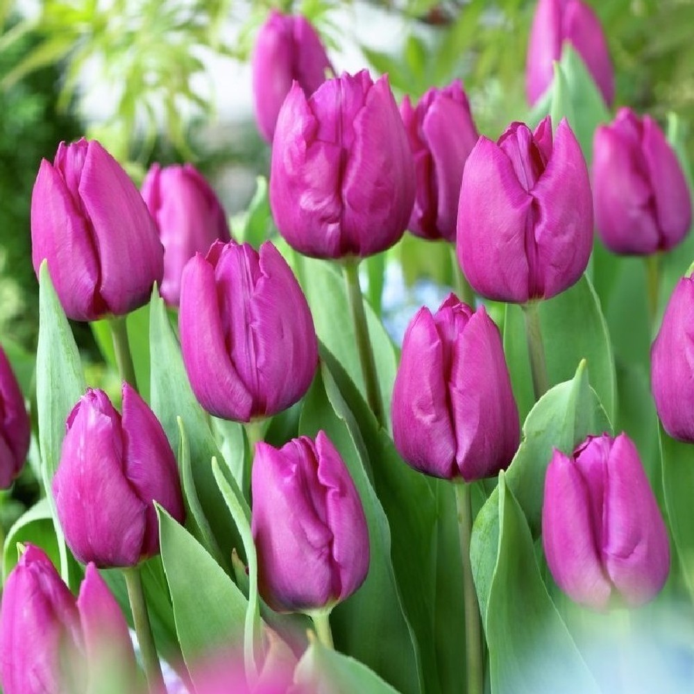 Tulip Bulbs - Purple Prince