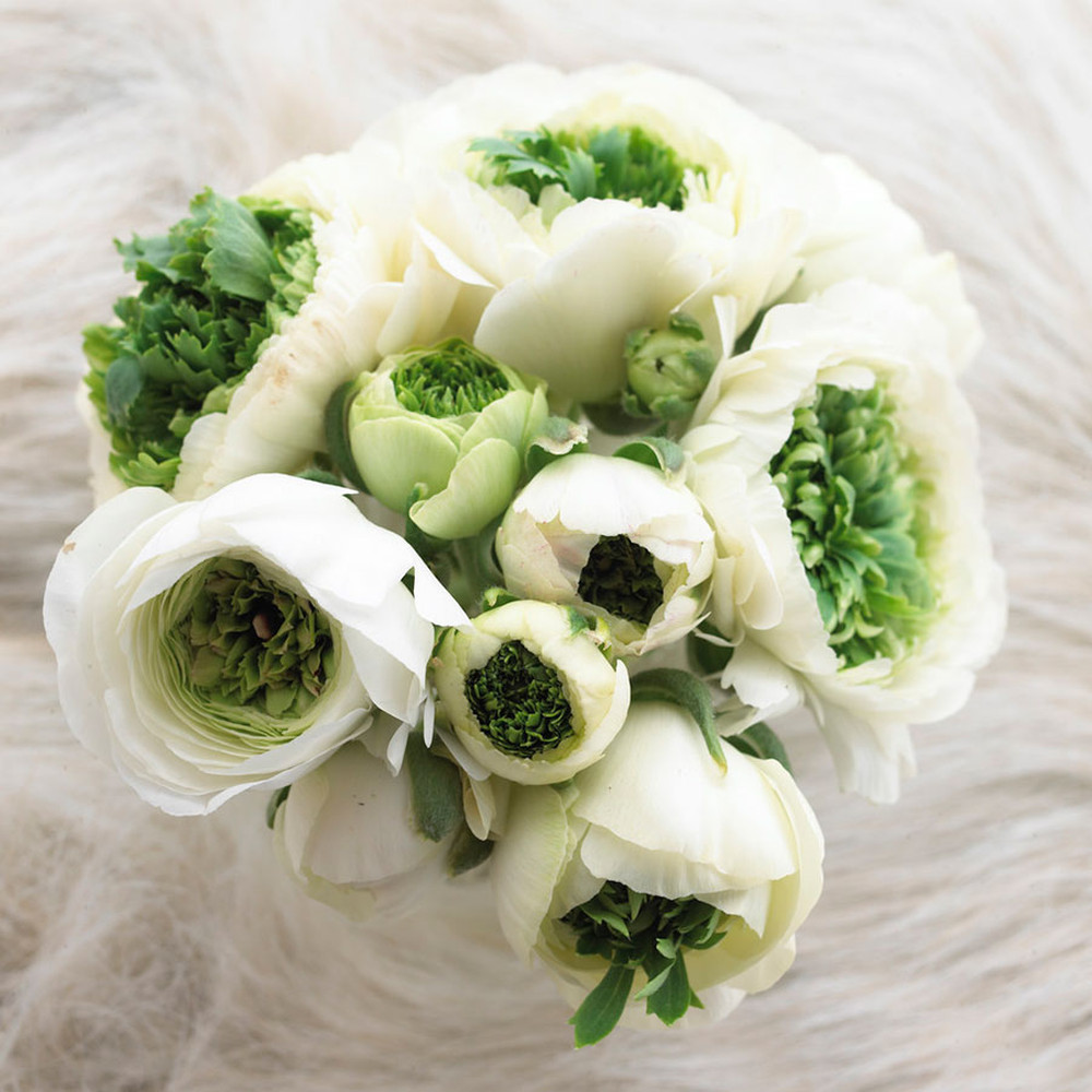 Ranunculus Bulbs (Spring-Planted) - Super Green White