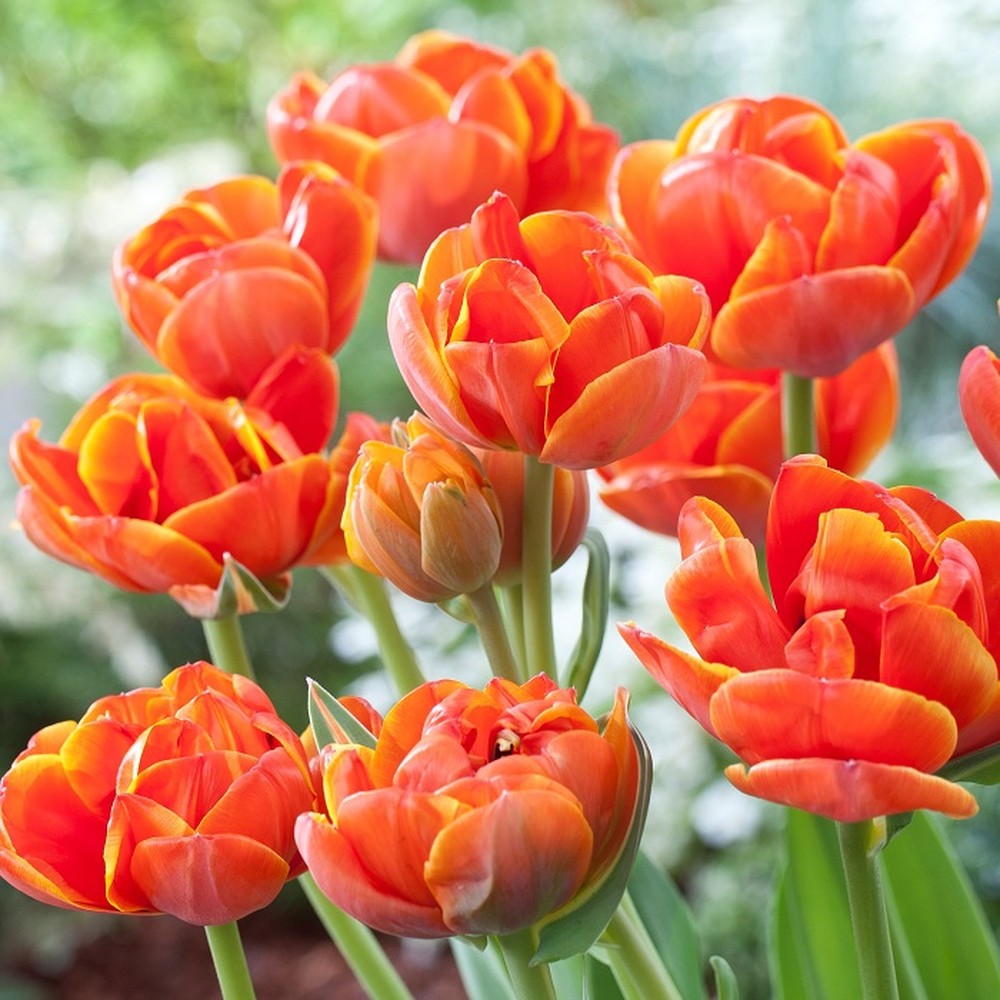 Tulip Bulbs - Queensday