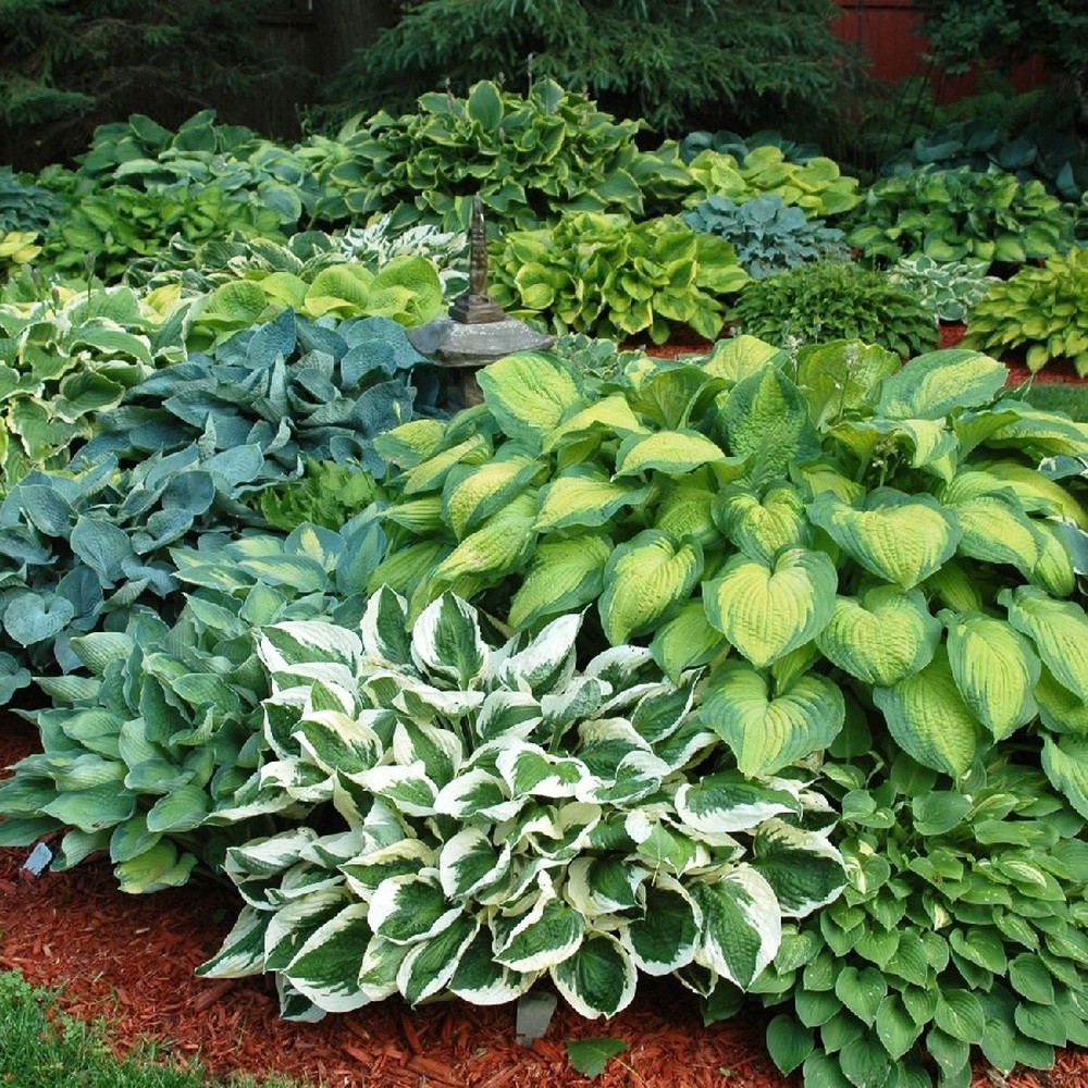 Hosta Roots (Spring-Planted) - Mixed