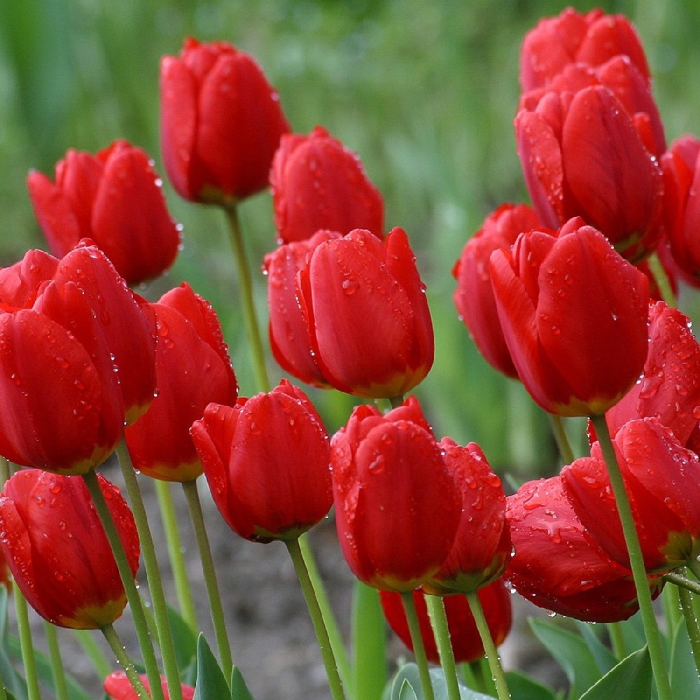 Tulip Bulbs - Red Impression