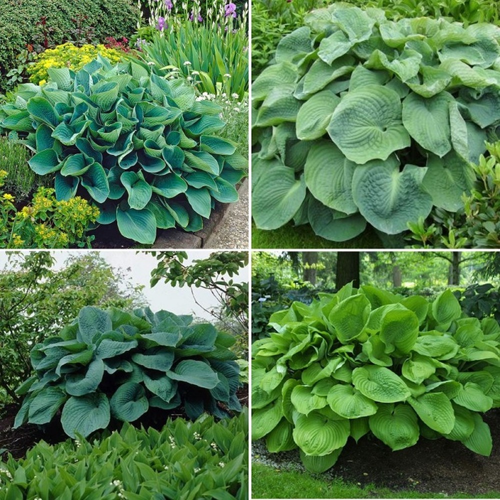 Hosta Roots (Spring-Planted) - Giant Mix
