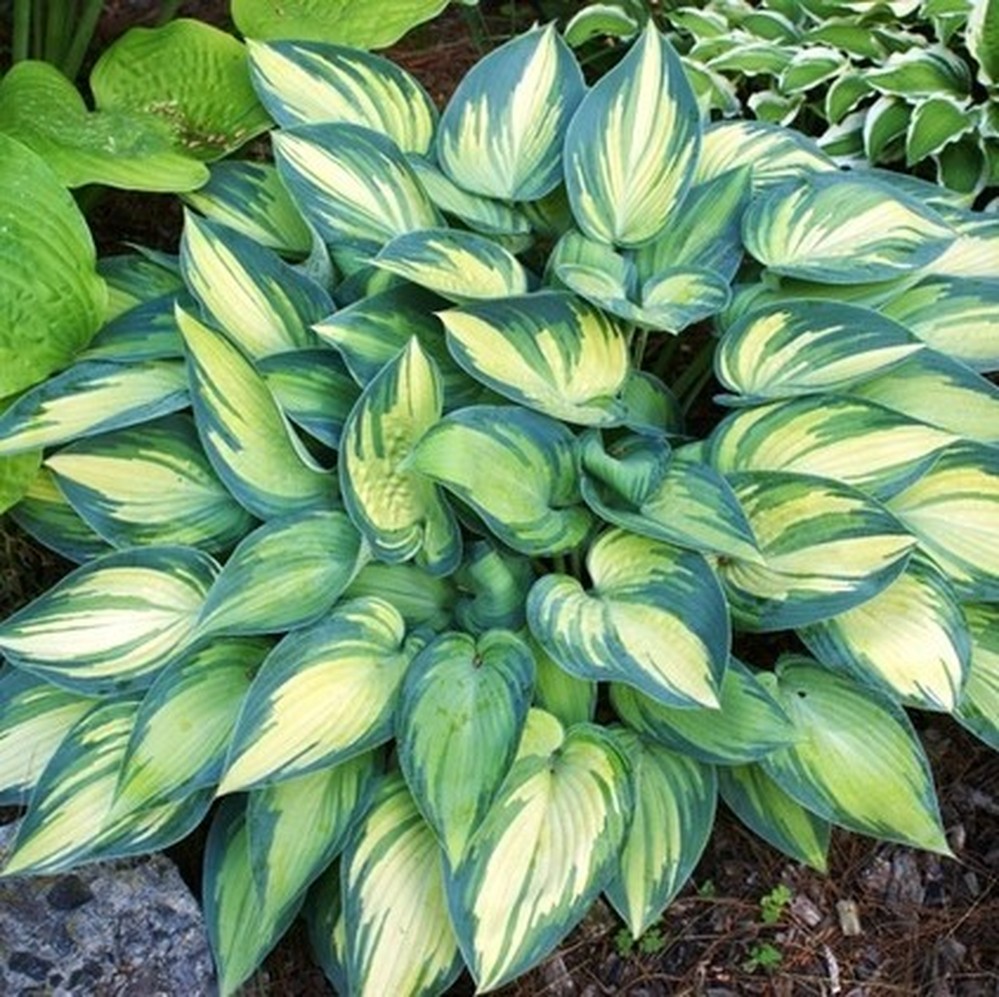 Hosta Roots (Spring-Planted) - June