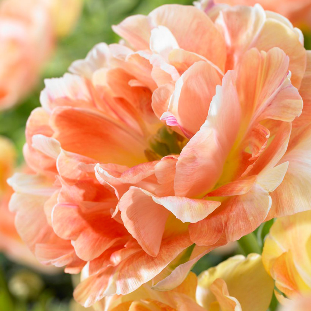 Tulip Bulbs - Apricot Angelique