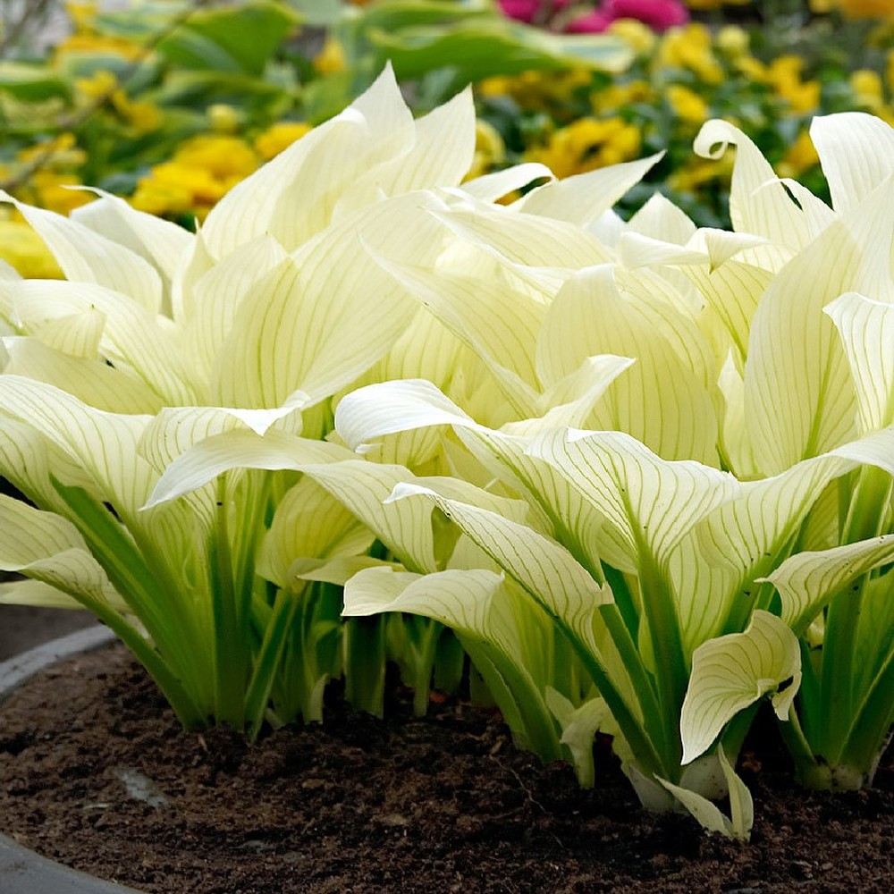 Hosta Roots (Fall-Planted) - White Feather