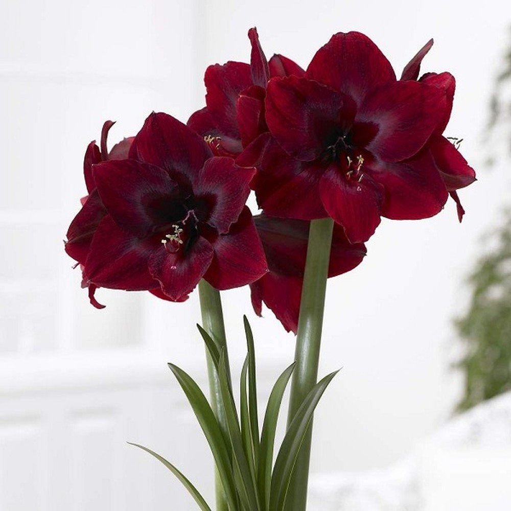 Amaryllis Bulbs - Royal Velvet