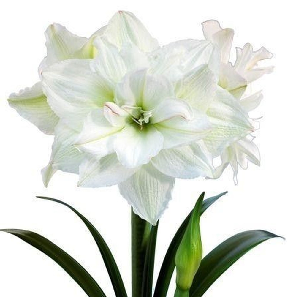 Amaryllis Bulbs - White Nymph