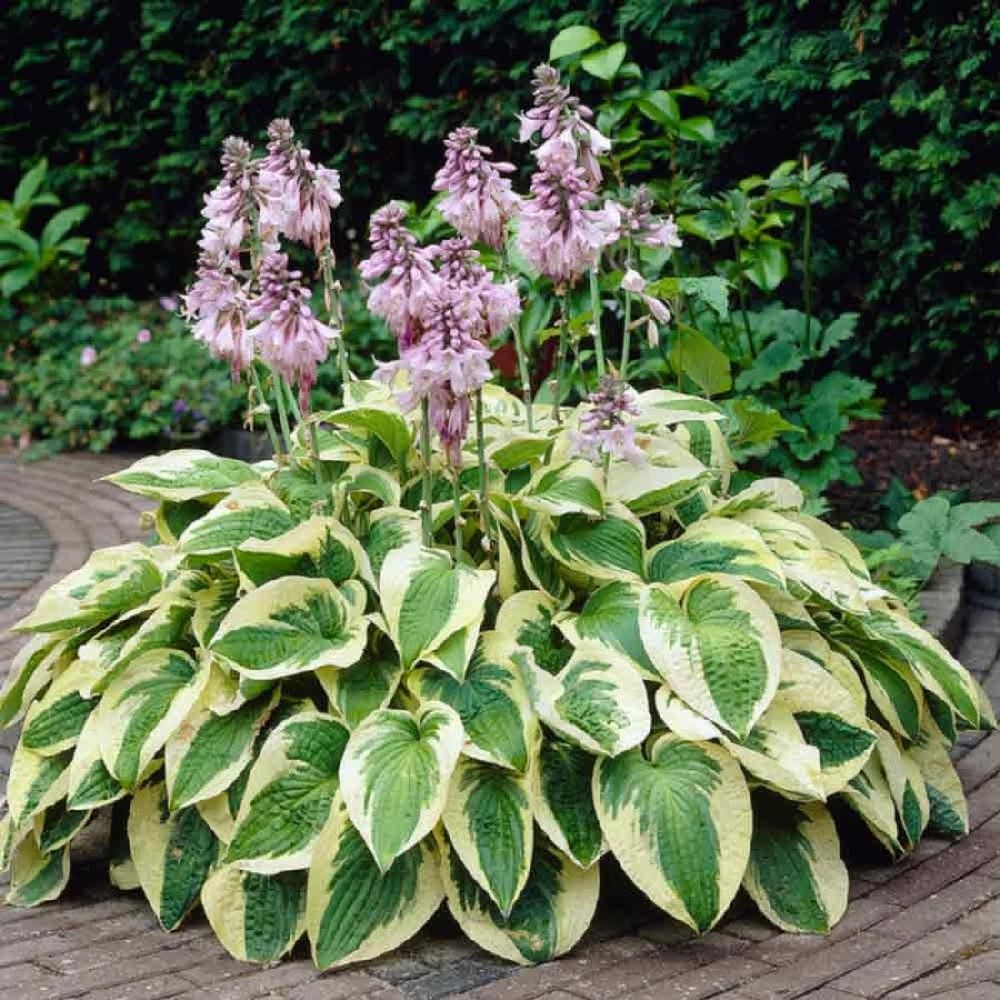 Hosta Roots (Fall-Planted) - Wide Brim