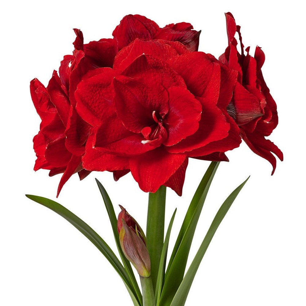 Amaryllis Bulbs - Cherry Nymph