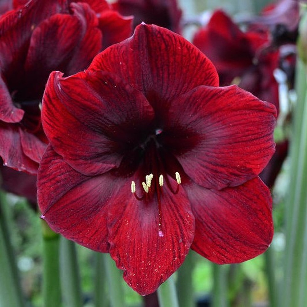 Amaryllis Bulbs - Jumbo Royal Velvet