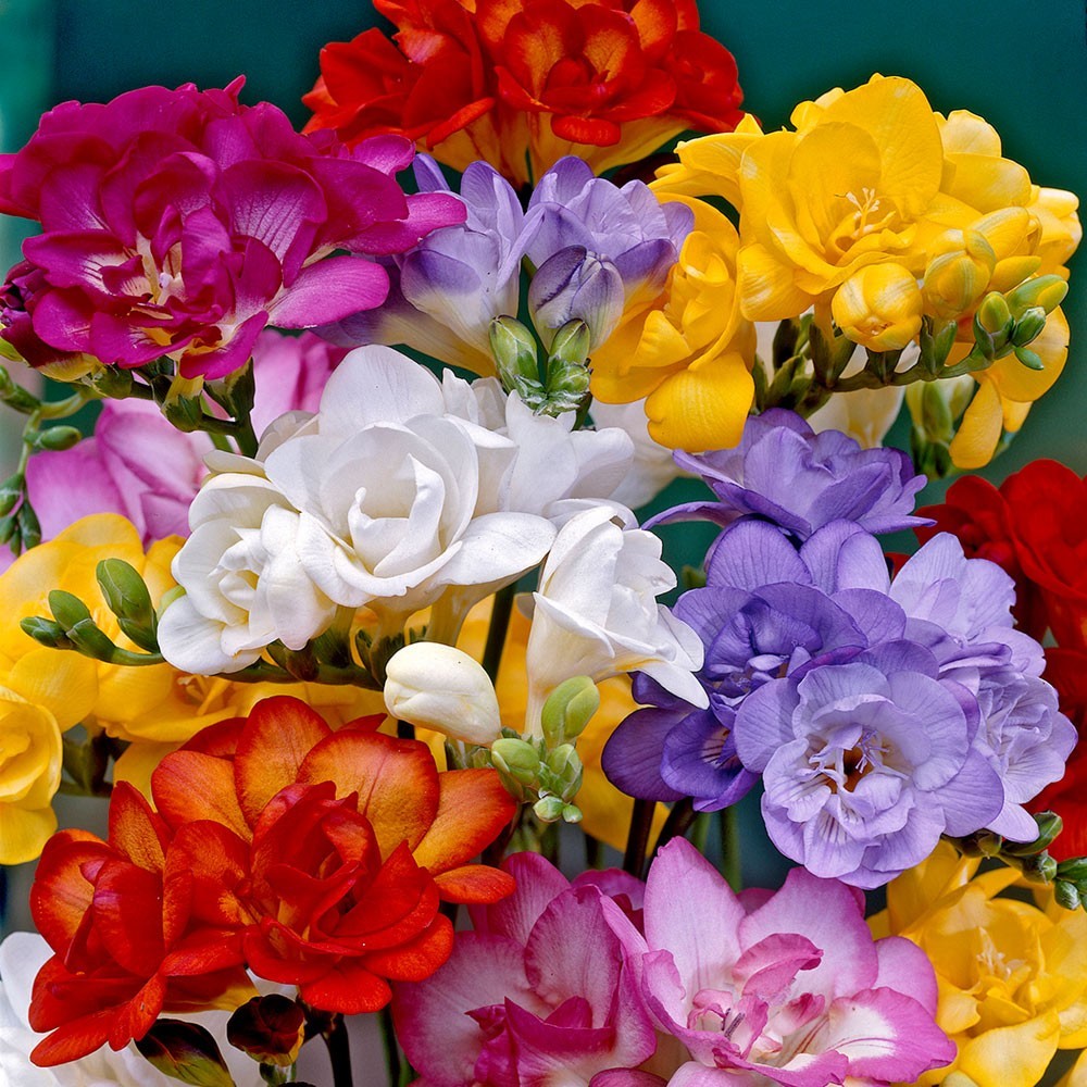 Freesia Bulbs (Fall-Planted) - Double Mix