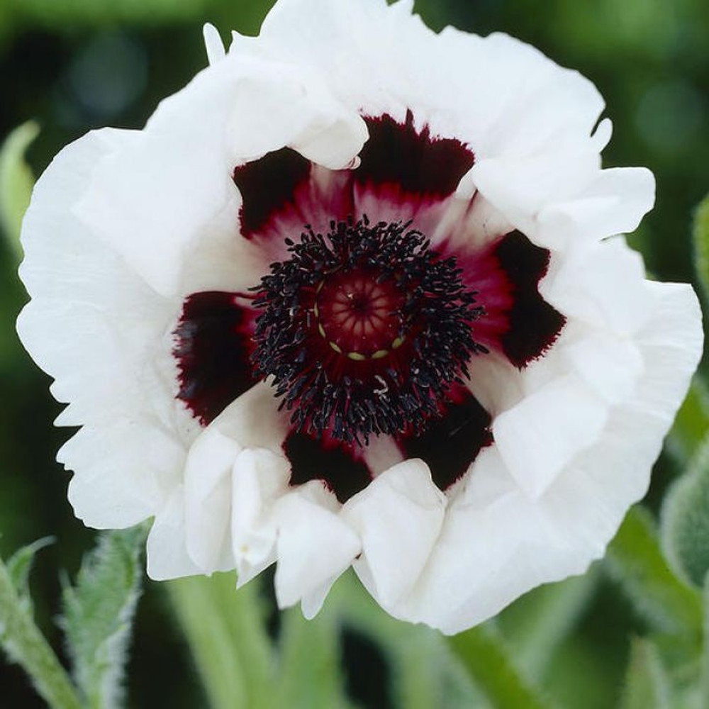 Papaver orientale Roots (Fall-Planted) - Royal Wedding