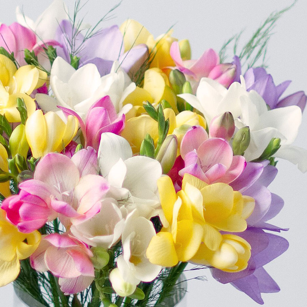 Freesia Bulbs (Fall-Planted) - Pastel Mix