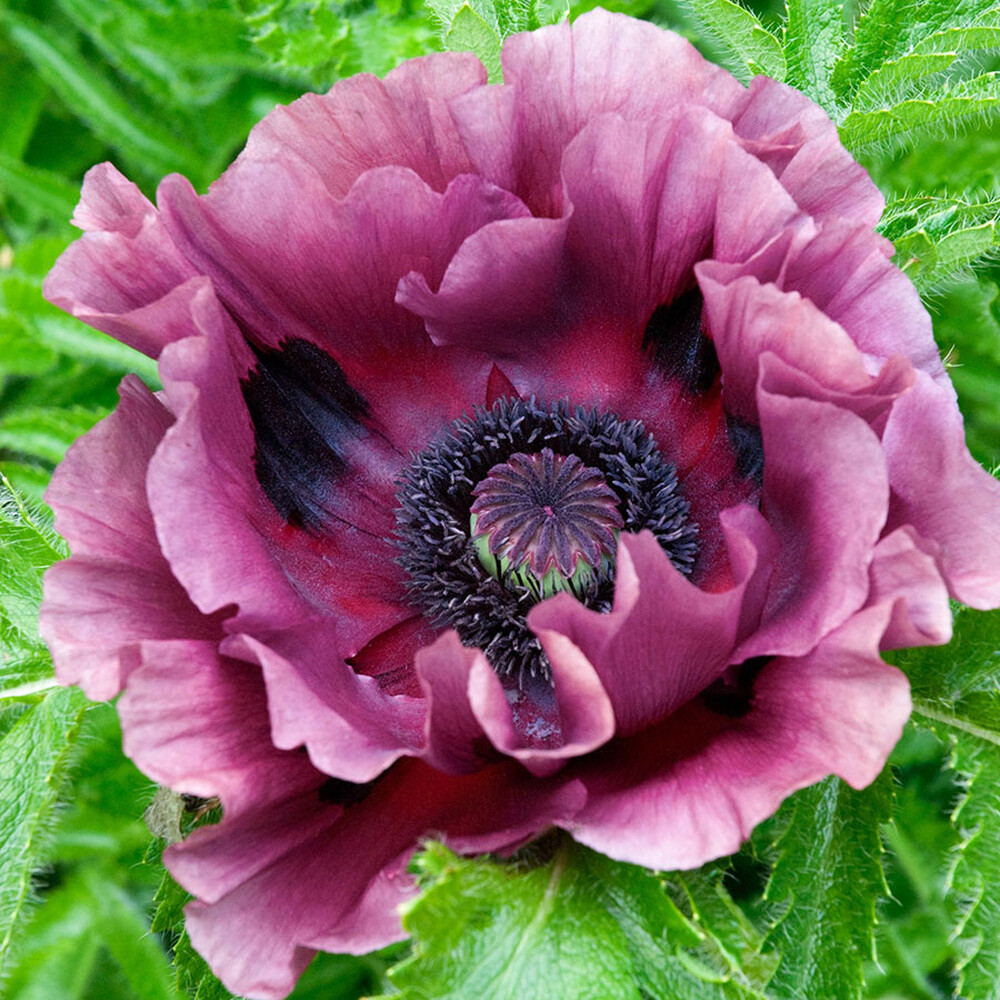 Papaver orientale Roots (Fall-Planted) - Pattys Plum