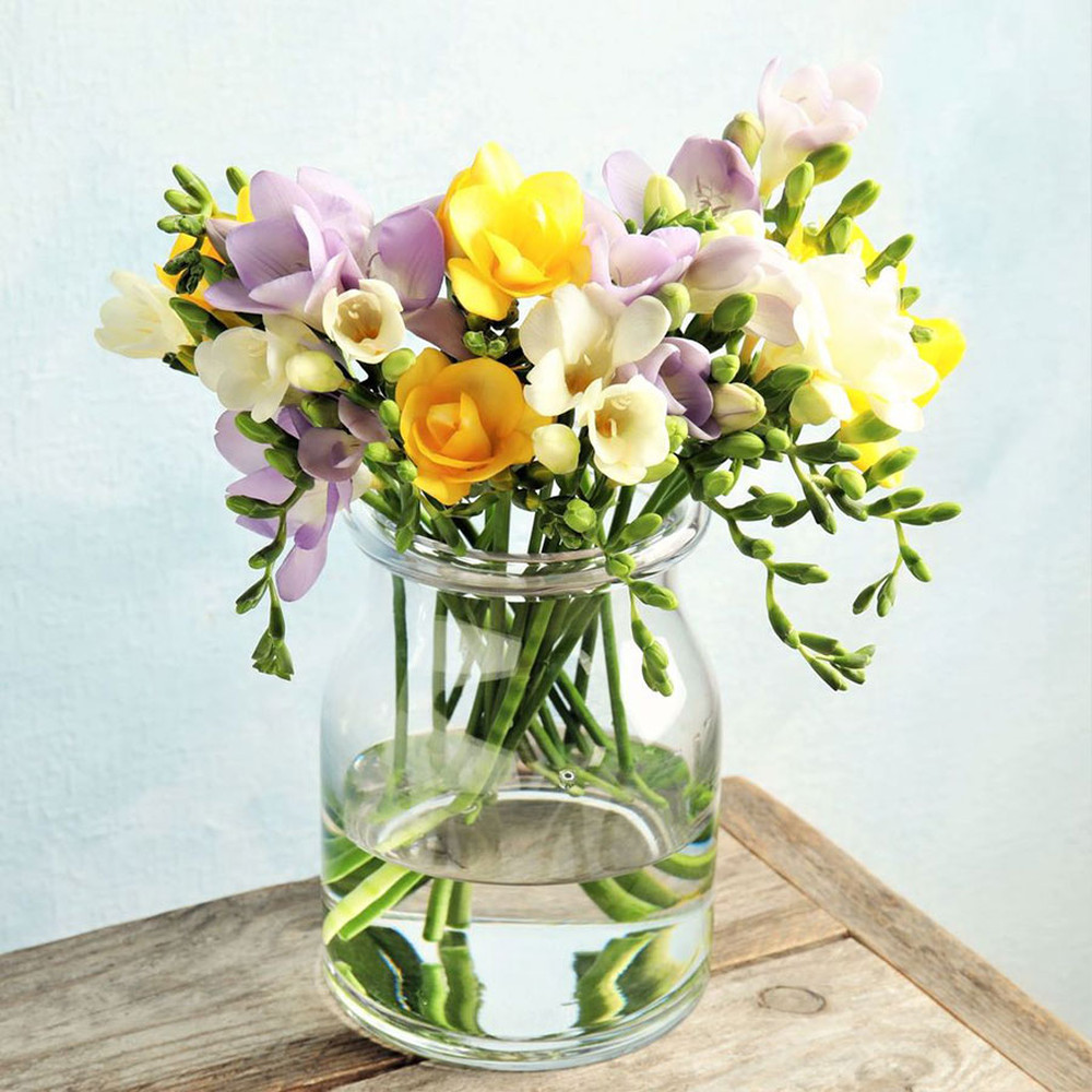 Freesia Bulbs (Fall-Planted) - Spring Rain Mix