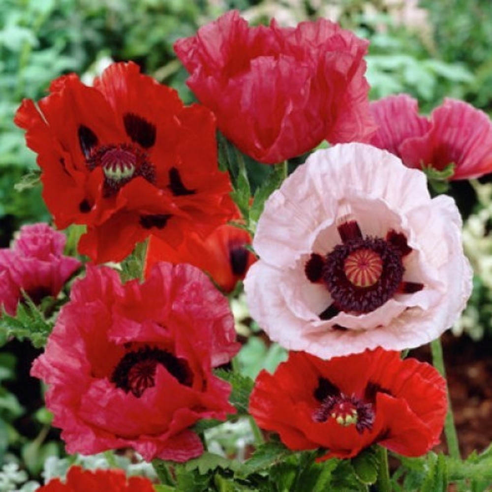 Papaver orientale Roots (Fall-Planted) - Mix
