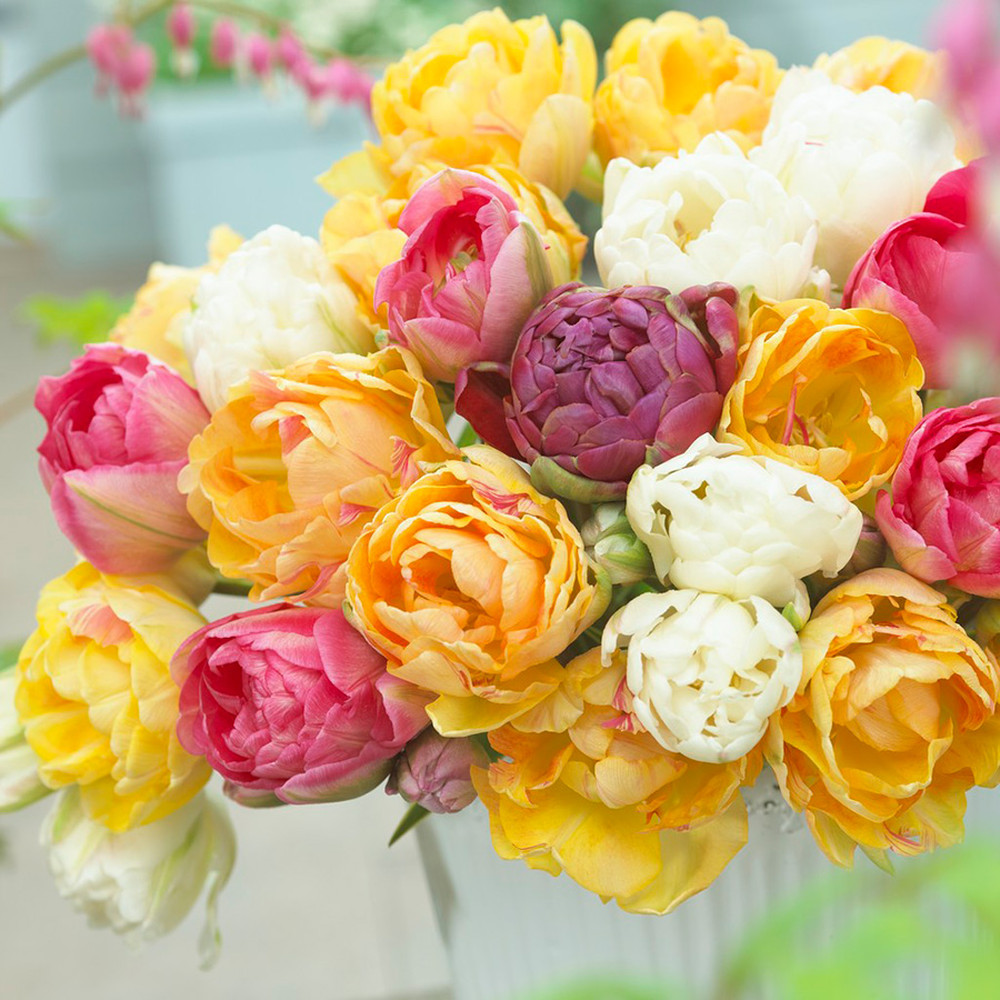 Tulip Bulbs - Goldfinch Mix