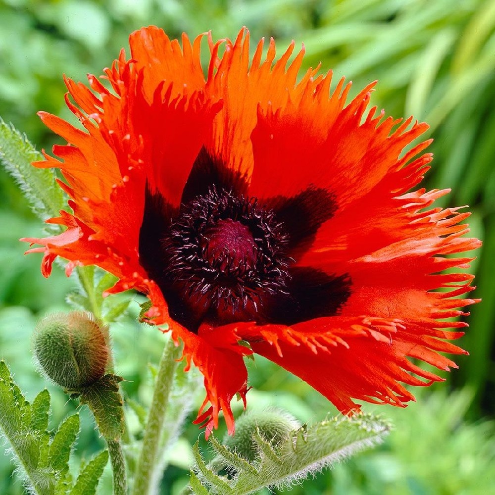 Papaver orientale Roots (Fall-Planted) - Turkenlouis