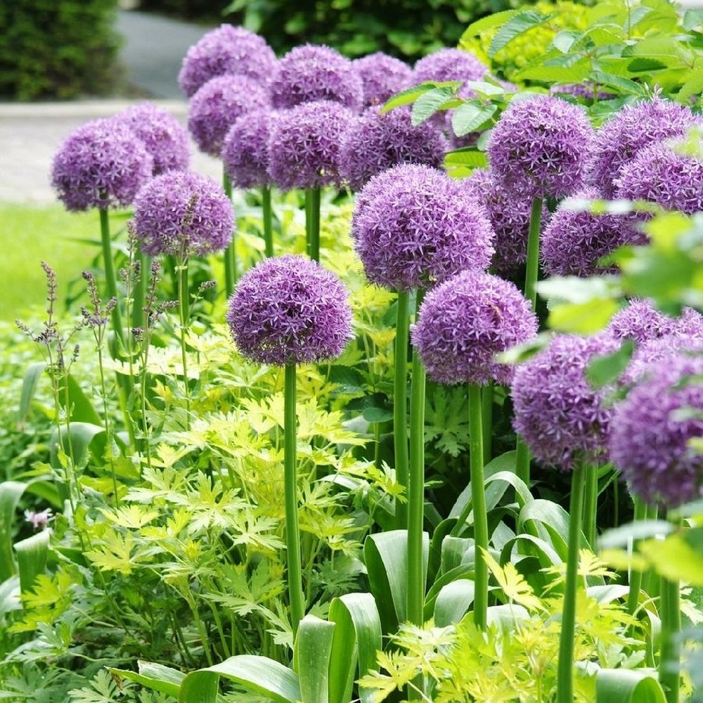 Allium Bulbs (Giant) - Giganteum