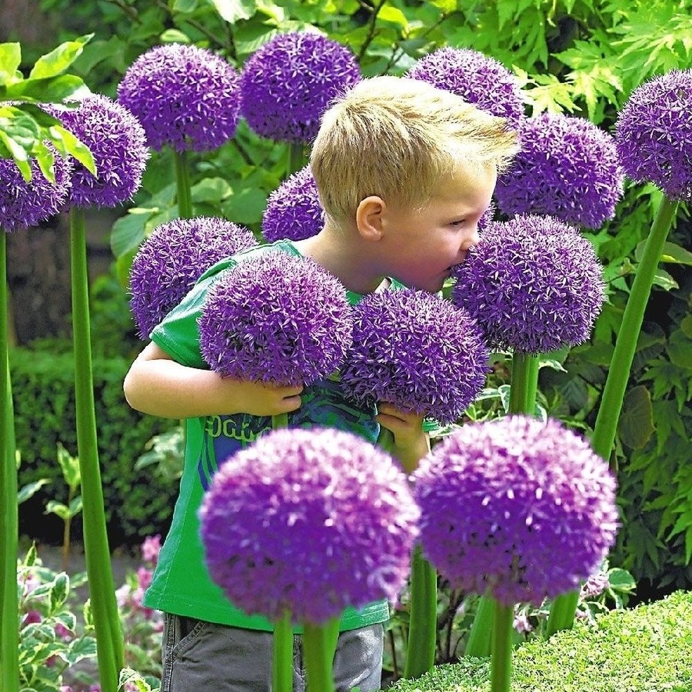 Allium Bulbs (Giant) - Gladiator
