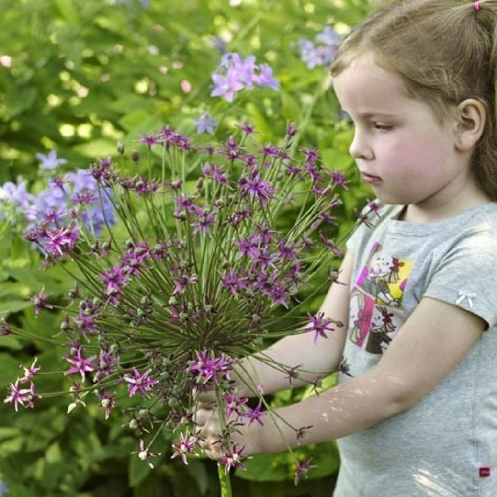 Allium Bulbs (Giant) - Spider