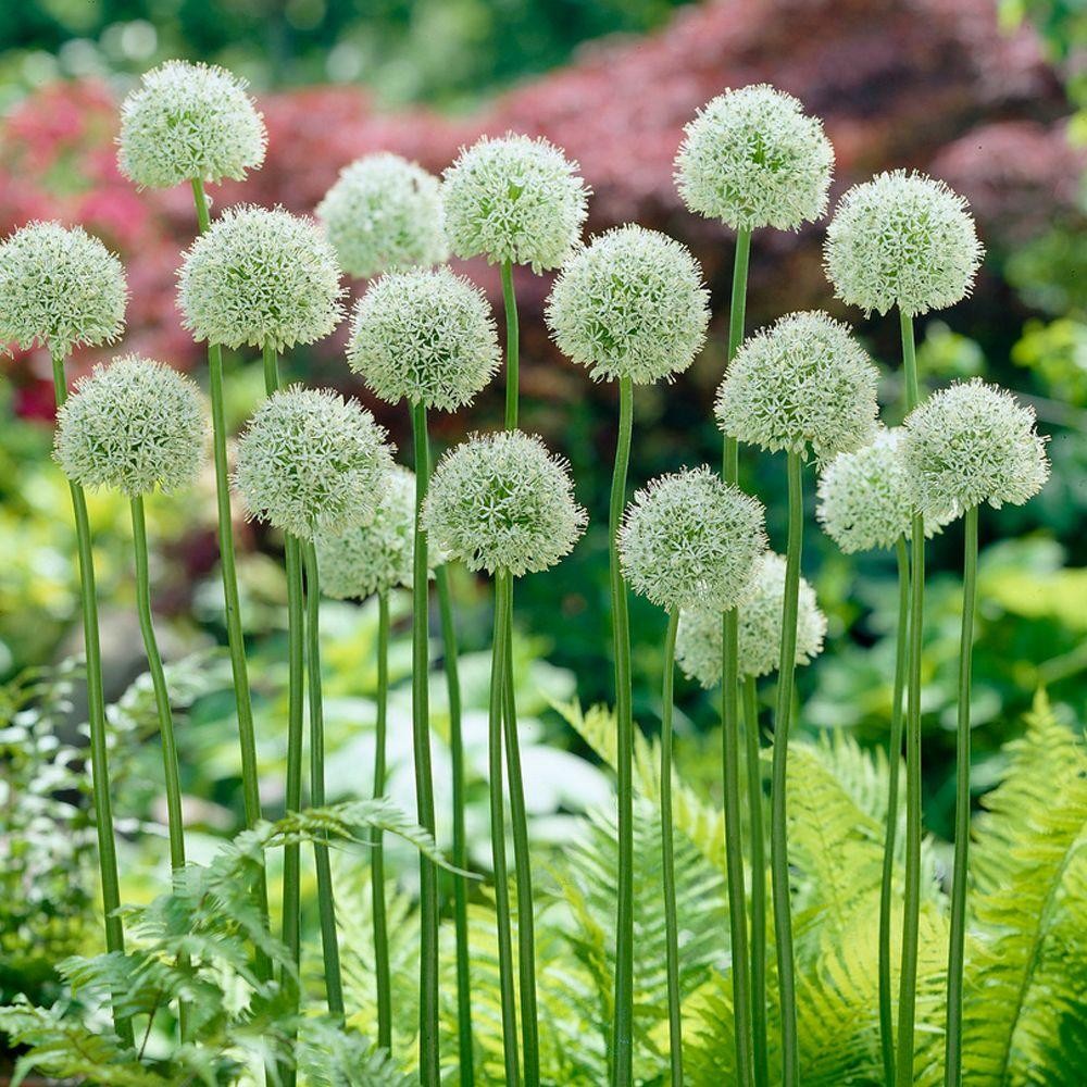 Allium Bulbs (Giant) - White Giant