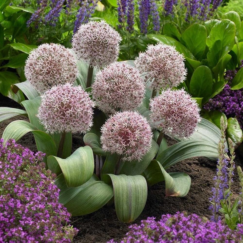 Allium Bulbs (Small) - Karataviense