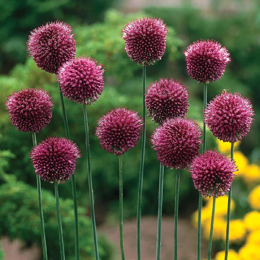 Allium Bulbs (Small) - Sphaerocephalon / Drumsticks