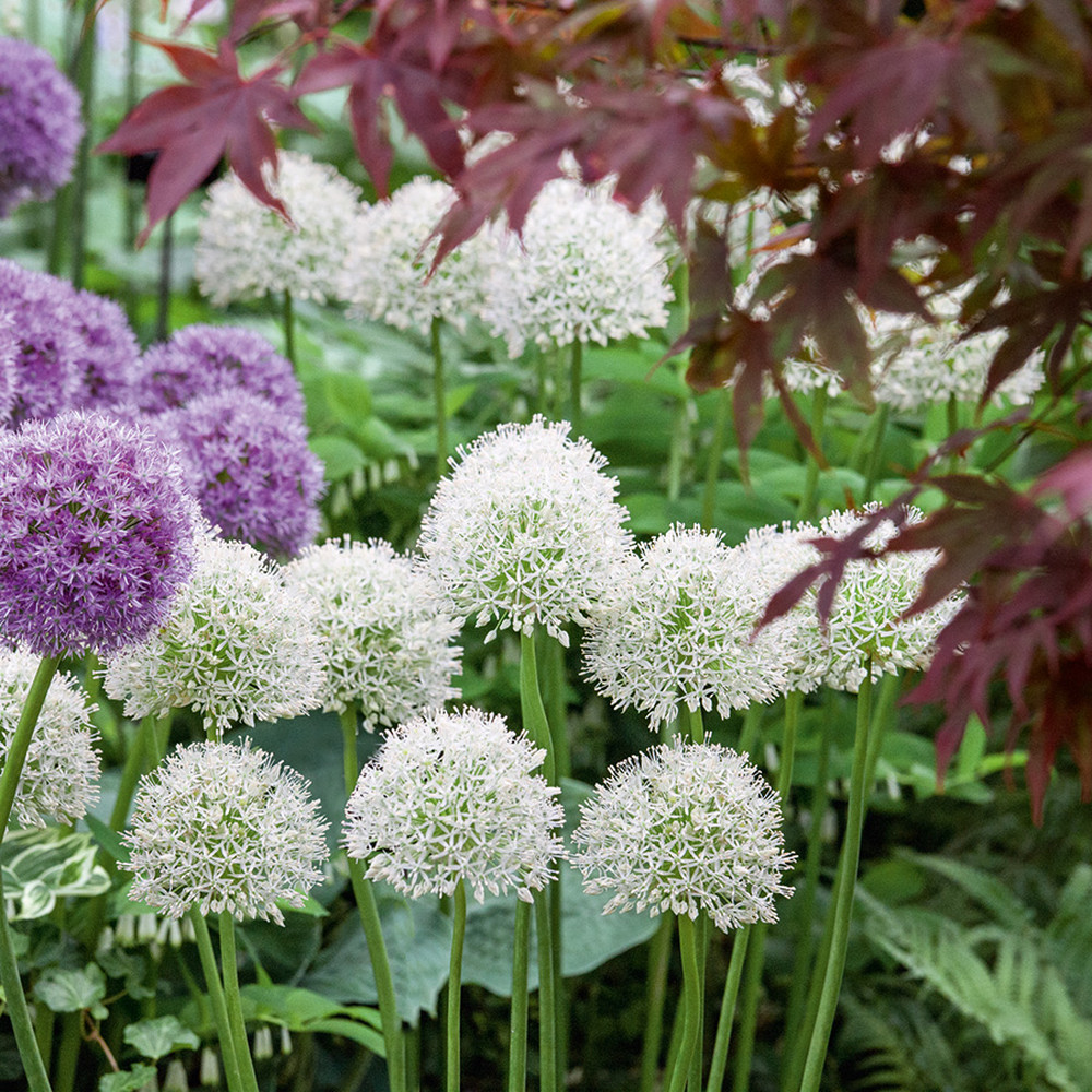 Allium Bulbs (Tall) - Mount Everest