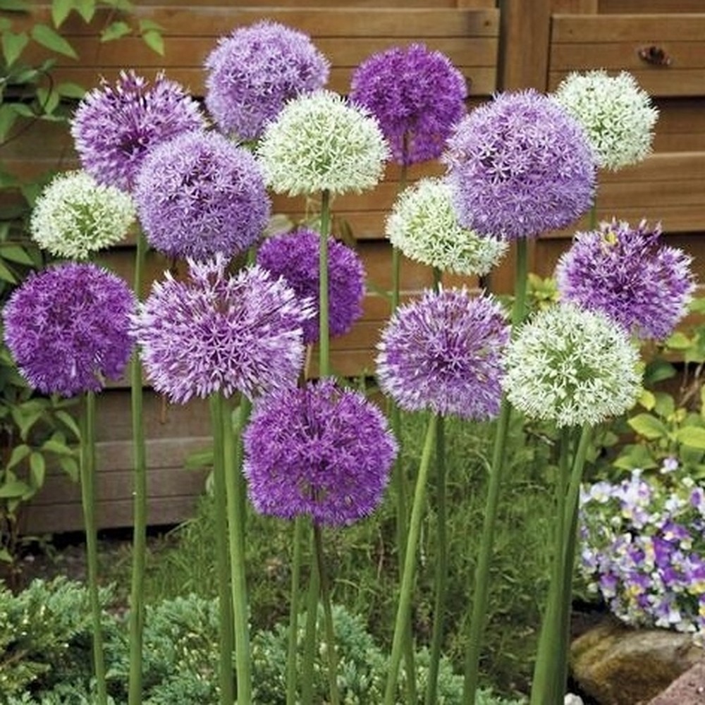 Allium Bulbs - All-In-One Mix