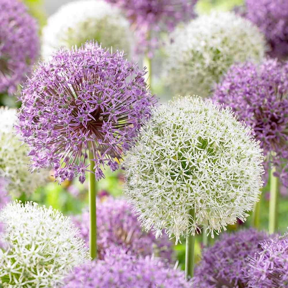 Allium Bulbs - Giant Mix