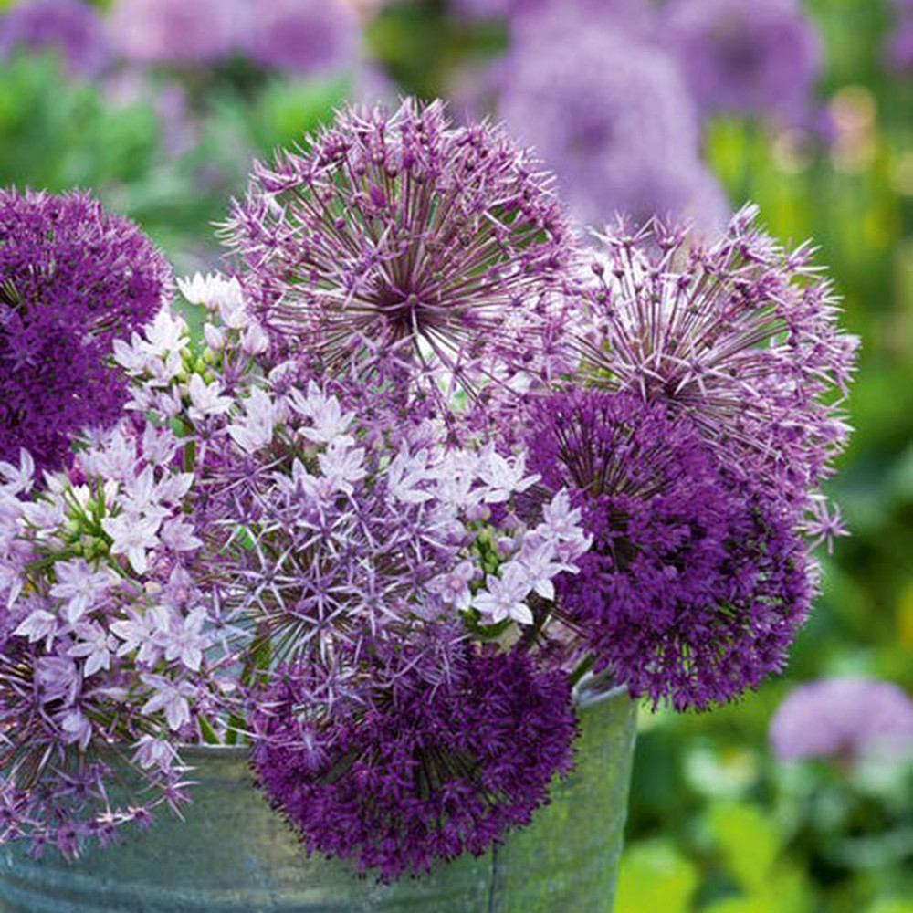 Allium Bulbs - Graceful Mix