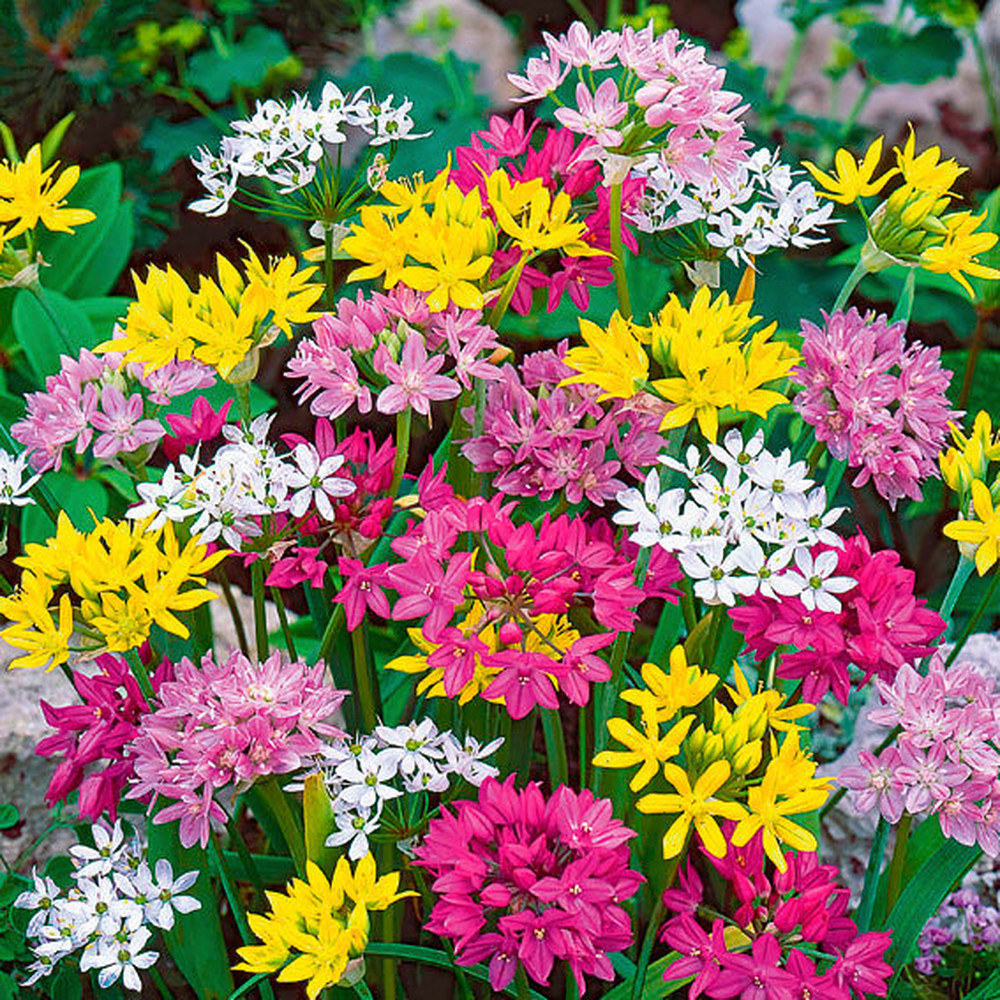 Allium Bulbs - Small Flowering Mix
