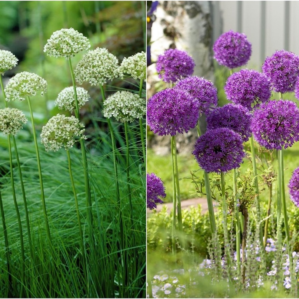 Allium Bulbs - Tall Mix