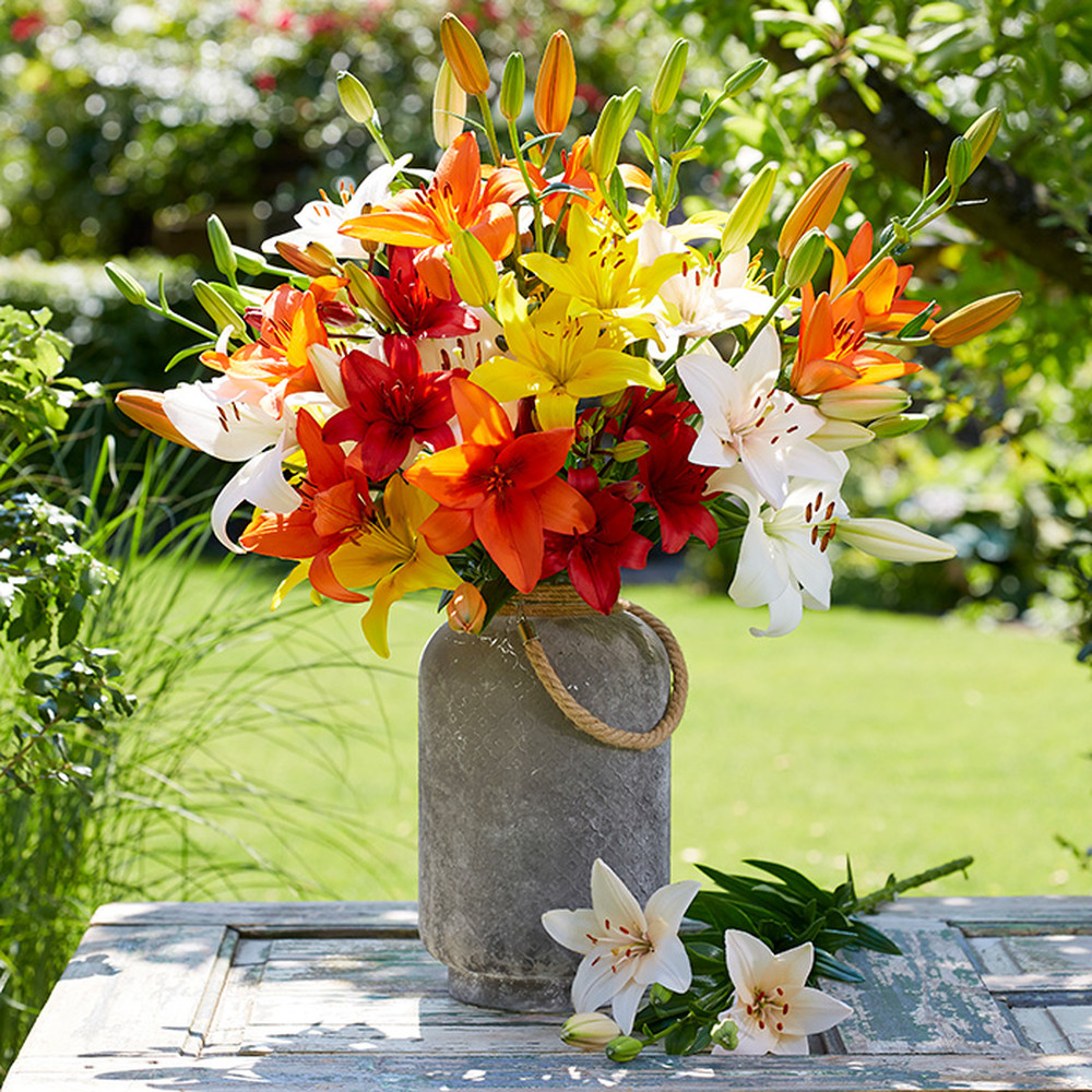 Asiatic Lily Bulbs (Fall-Planted) - Mix