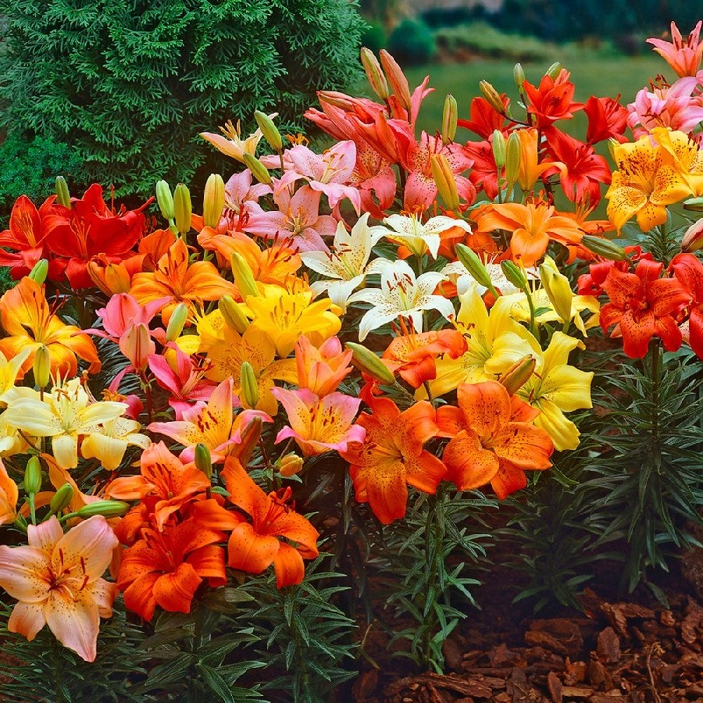 Asiatic Lily Bulbs (Spring-Planted) - Dwarf Mix