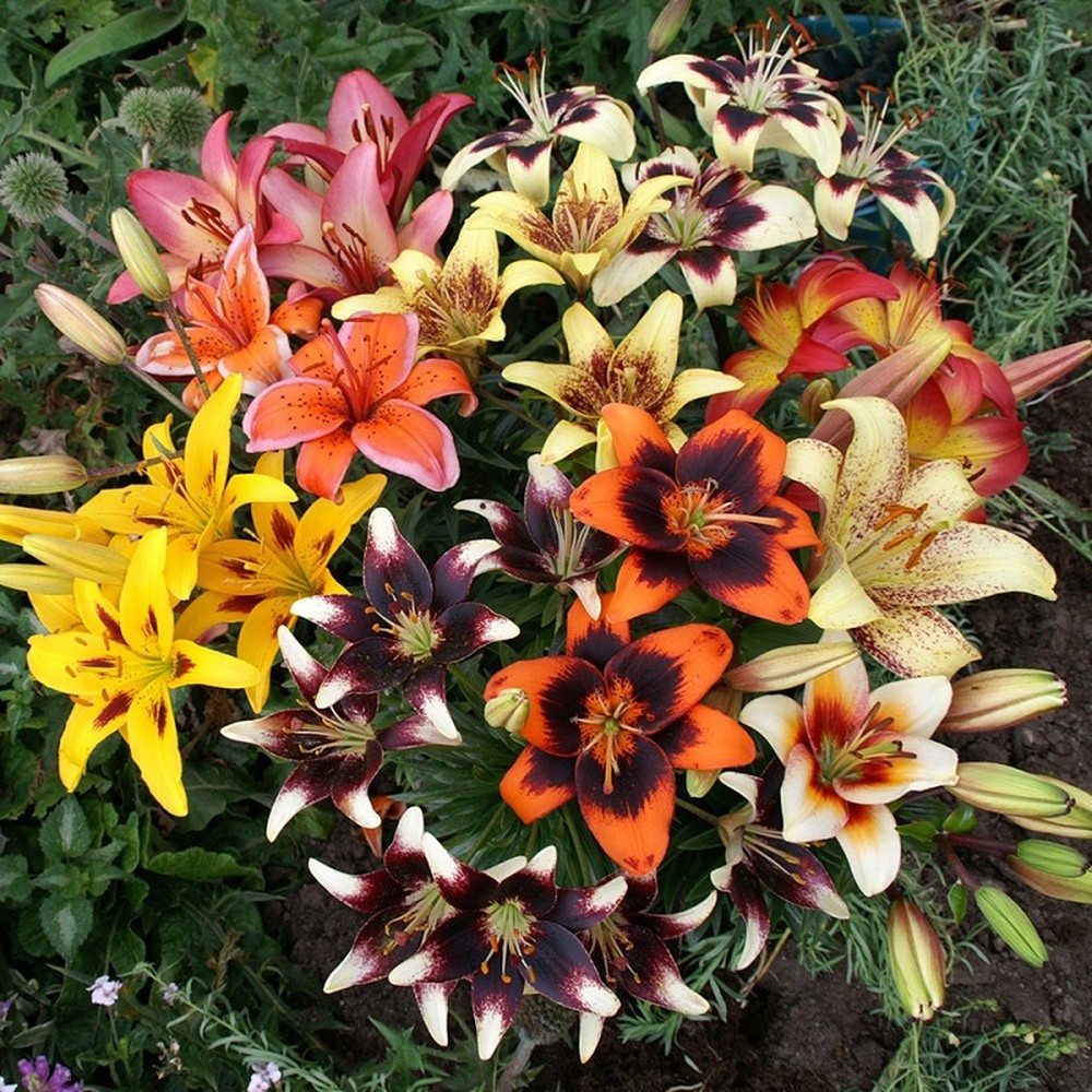 Asiatic Lily Bulbs (Spring-Planted) - Tango Mix