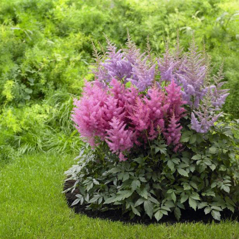Astilbe Roots - Pink & Purple Mix