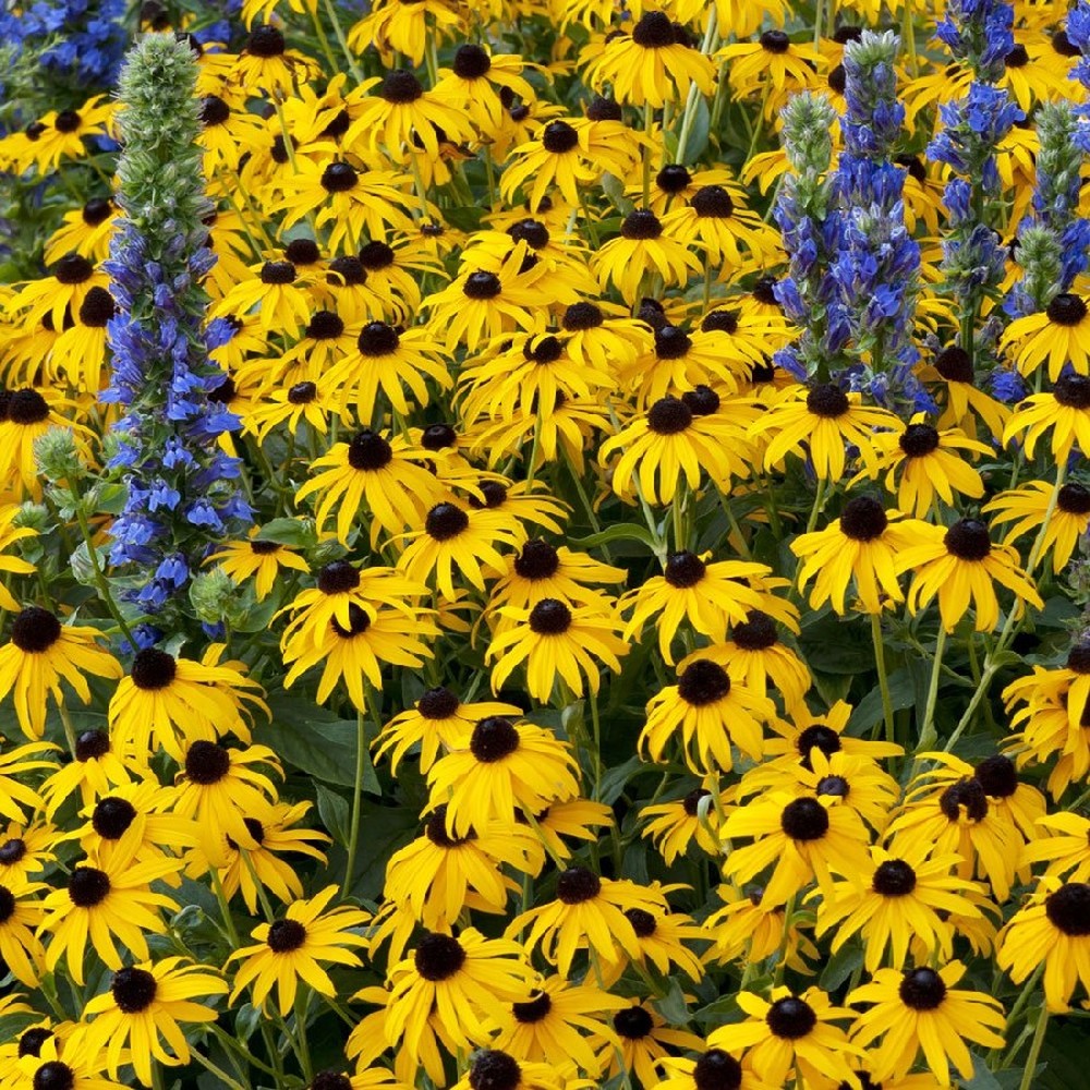 Black Eyed Susan Roots - Goldstrum