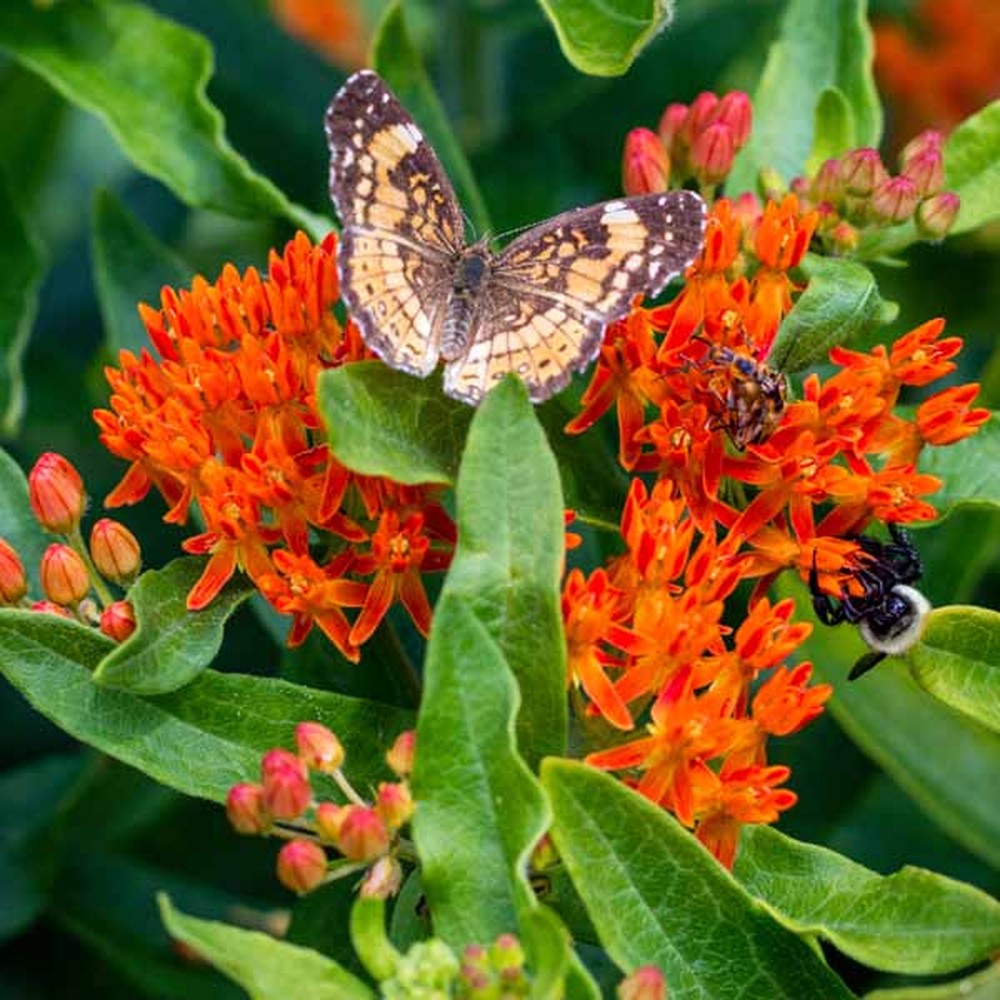 Butterfly Milkweed Roots - Asclepias tuberosa