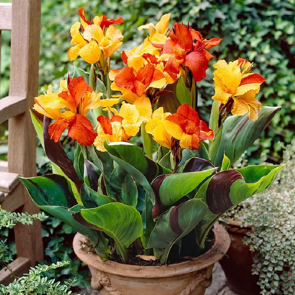 Canna Lily Bulbs - Cleopatra