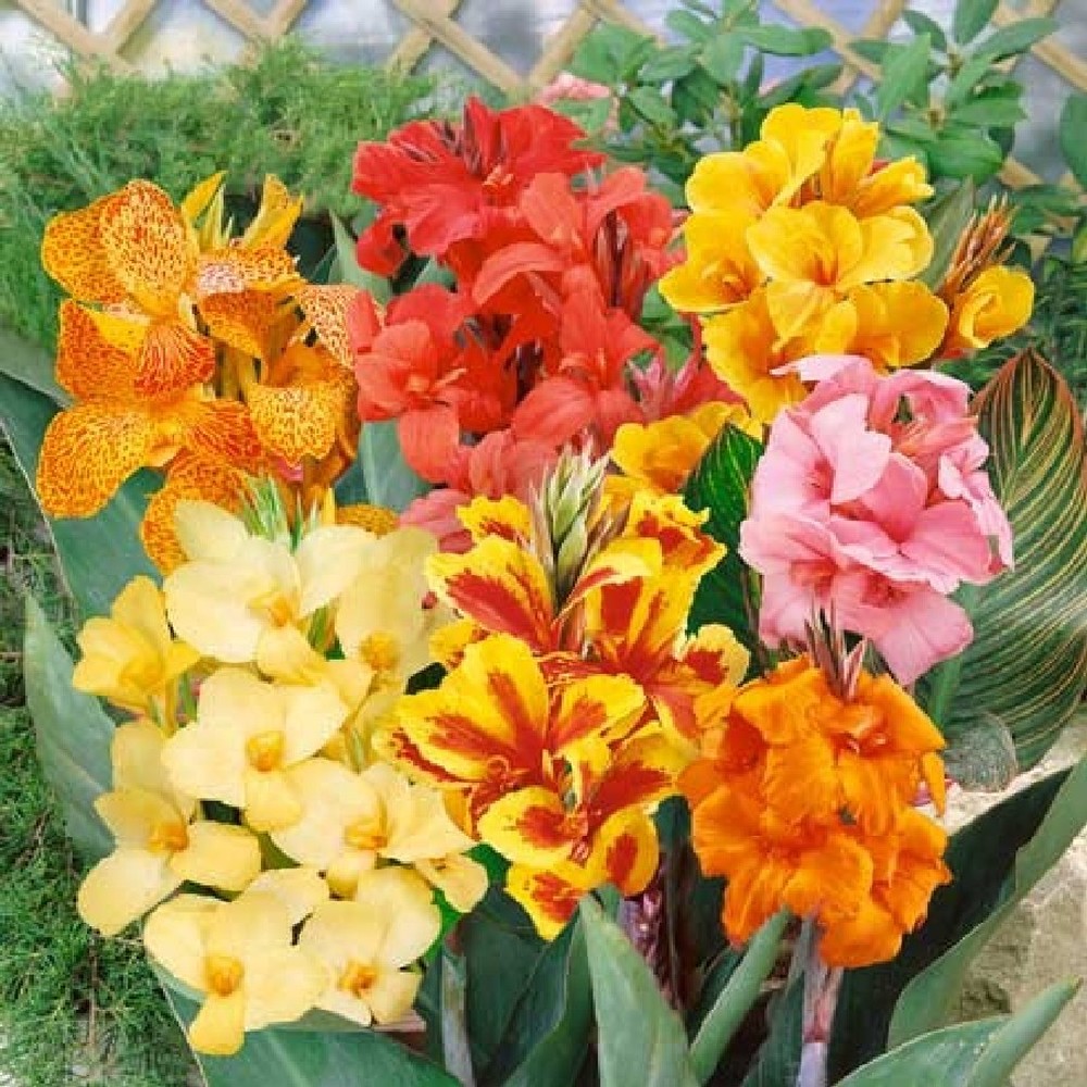 Canna Lily Bulbs - Dwarf Mix