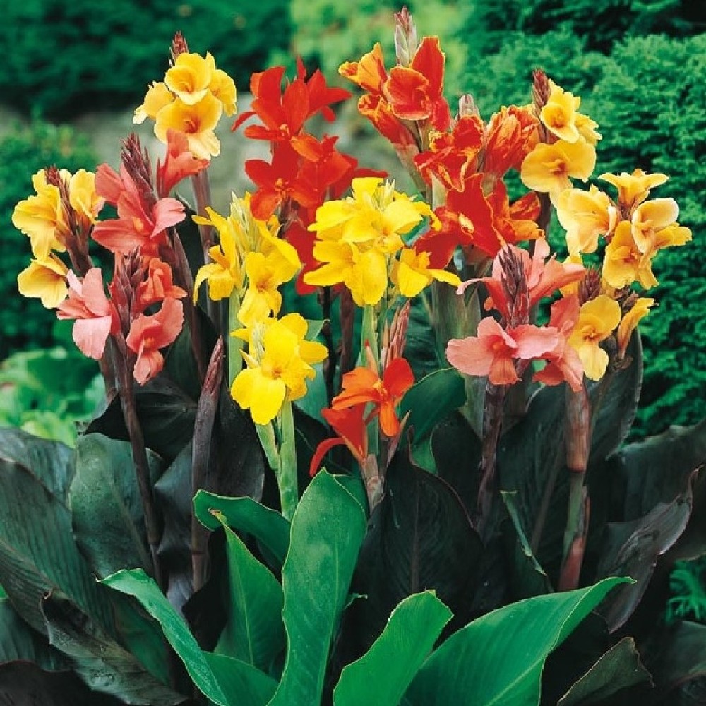 Canna Lily Bulbs - Mixed