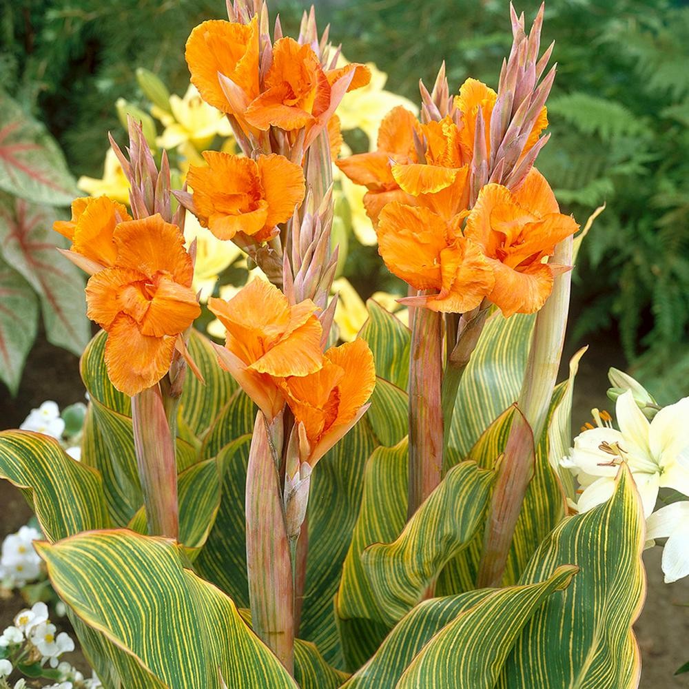 Canna Lily Bulbs - Pretoria