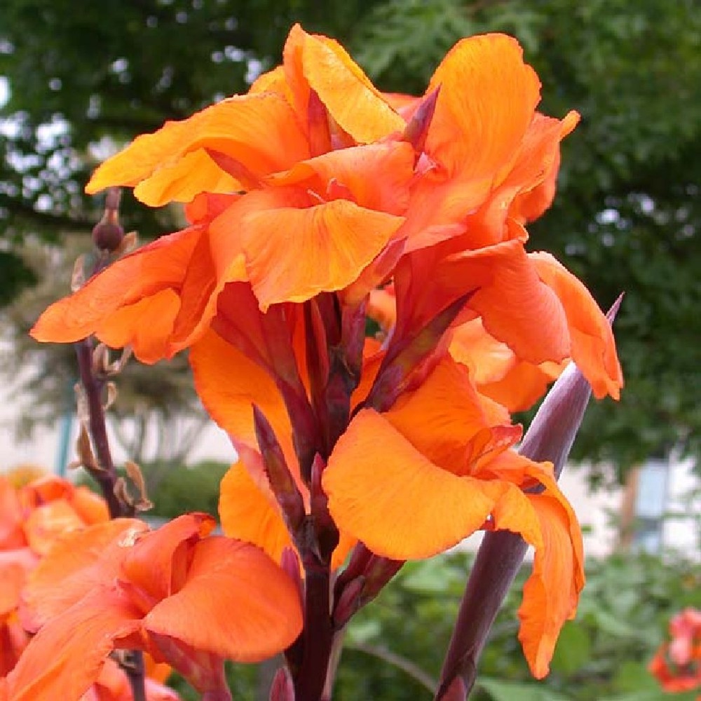 Canna Lily Bulbs - Wyoming