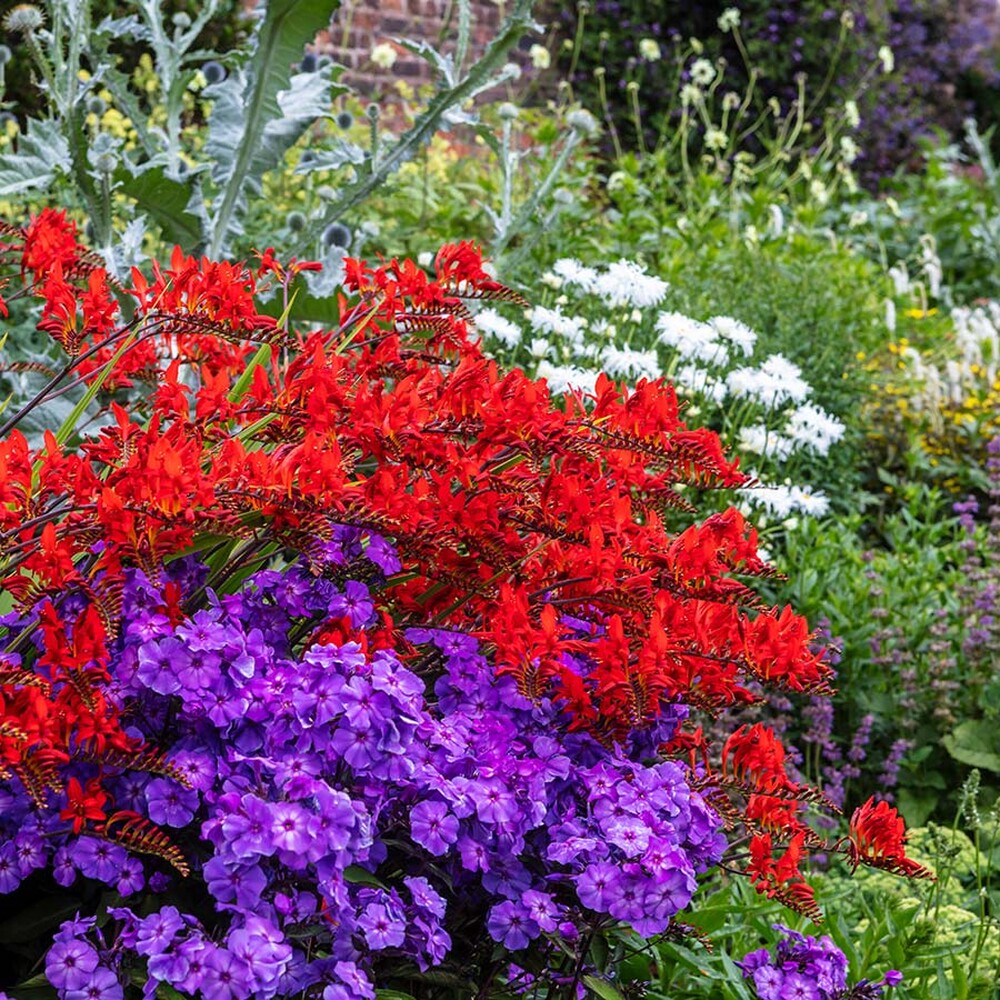 Crocosmia Bulbs - Lucifer