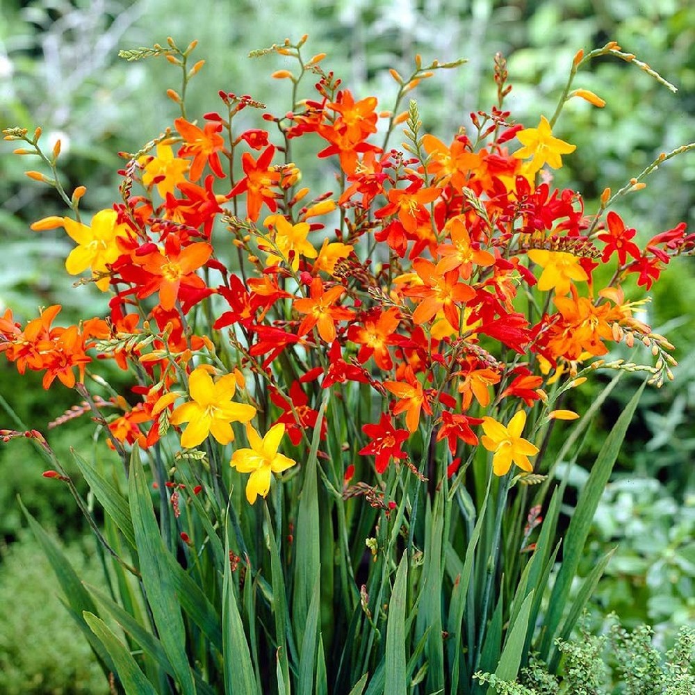 Crocosmia Bulbs - Mix